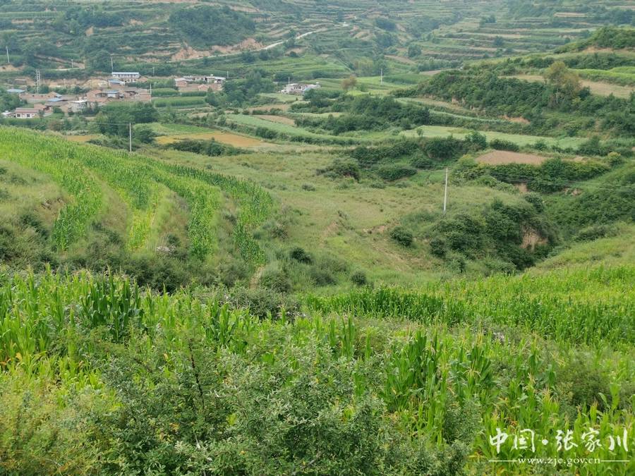 【小康圆梦·看张家川】恭门镇柳沟村:沉睡的撂荒地上"长"出新希望