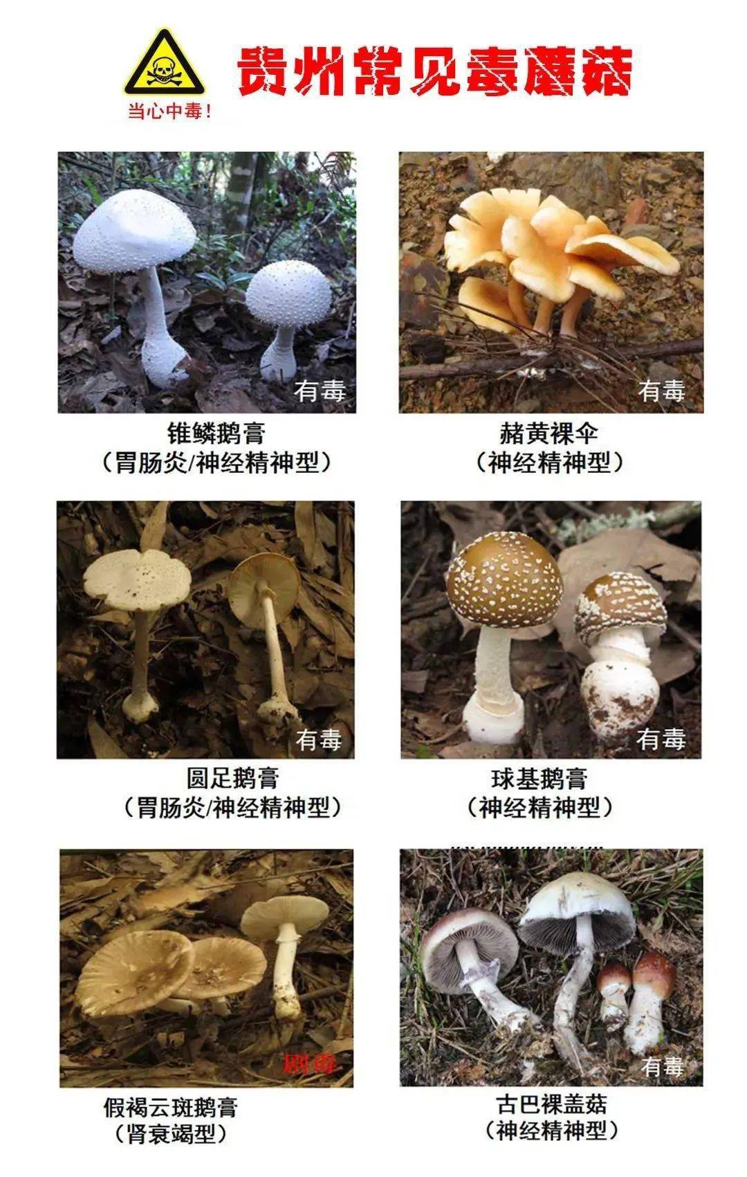 注意| 贵州最常见的30种毒蘑菇,千万别碰!