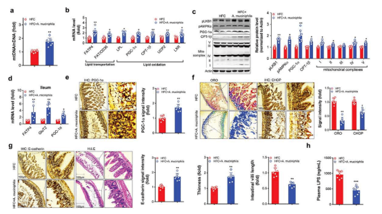 a. muciniphila增加 hfc小鼠肝脏和肠道脂质代谢相关标记物