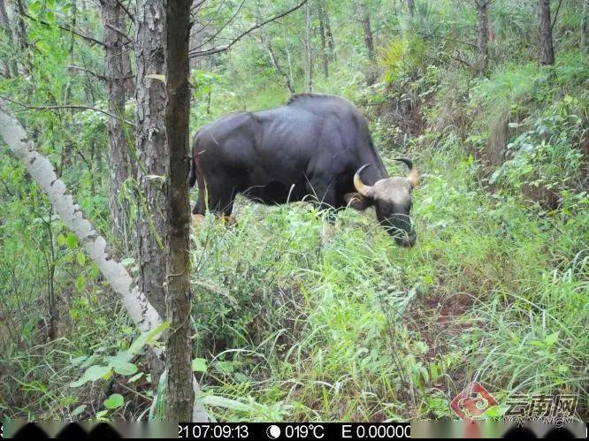 普洱糯扎渡自然保护区首次拍到印度野牛幼崽_云南