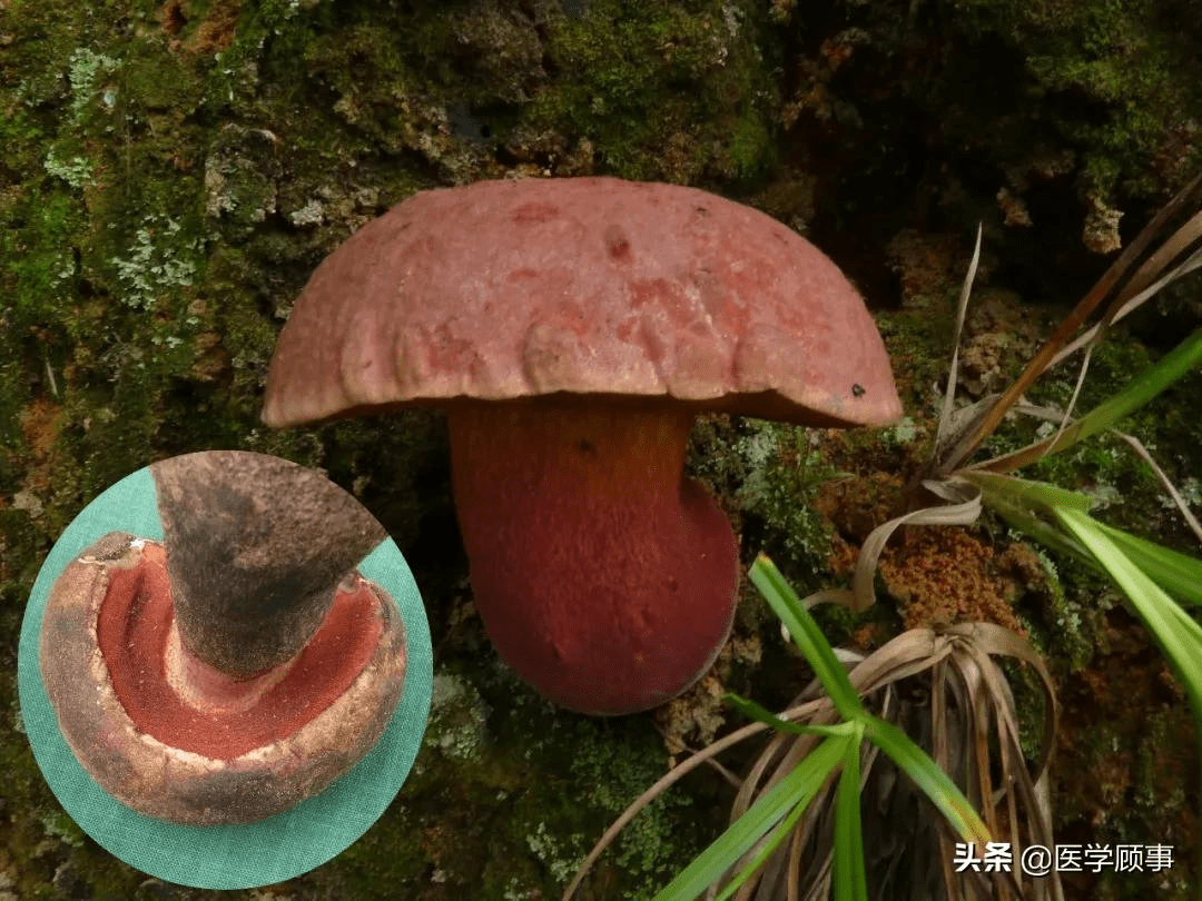 最强野生菌不能食用指南