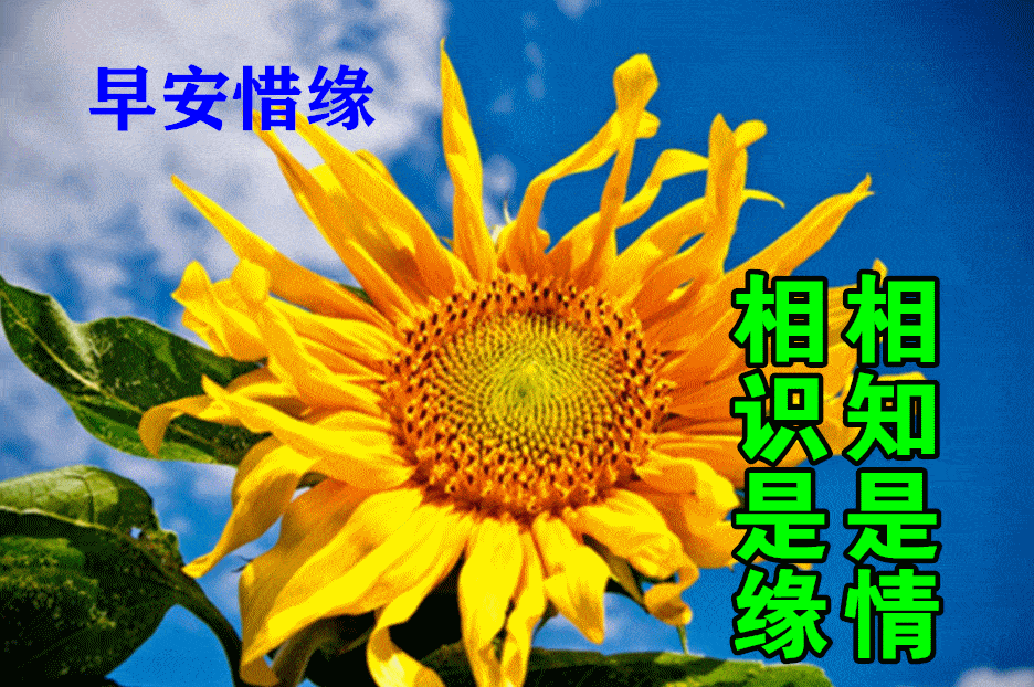 8月13日早上好动态表情图片大全,早晨好动图美图大全