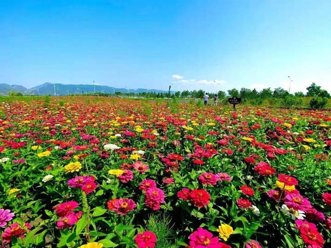 传说中的"花海"来了,就在呼和浩特这个地方!还免费