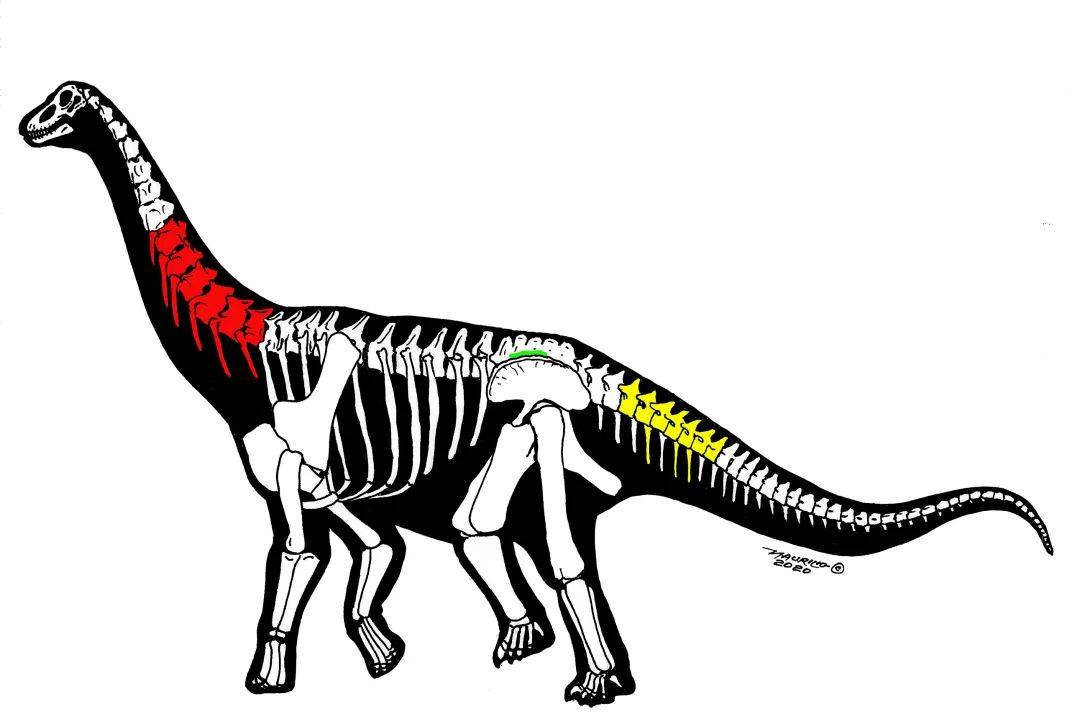 动物群|新疆哈密发现新恐龙化石，命名为“中国丝路巨龙”