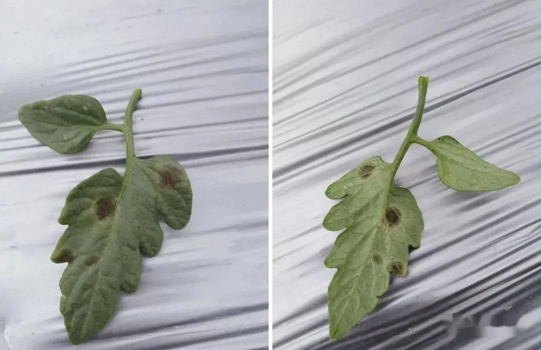 番茄十大常见病害一眼识病种附高清图谱
