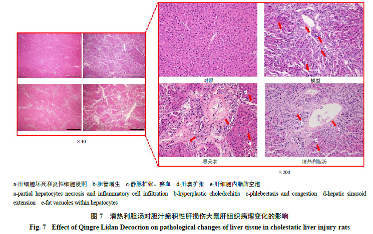 2 清热利胆汤对胆汁瘀积性肝损伤大鼠肝组织病理变化的影响如图7 所示