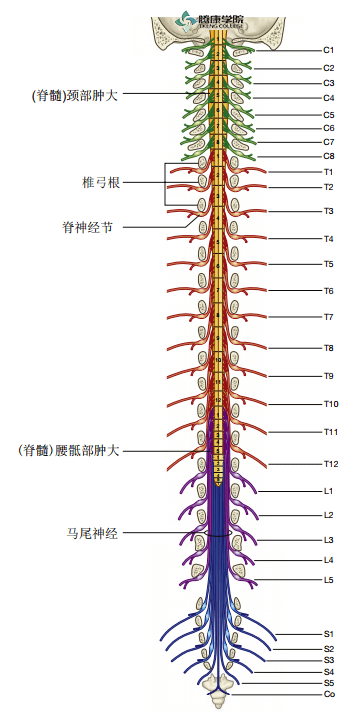 疼痛解剖学|脊髓