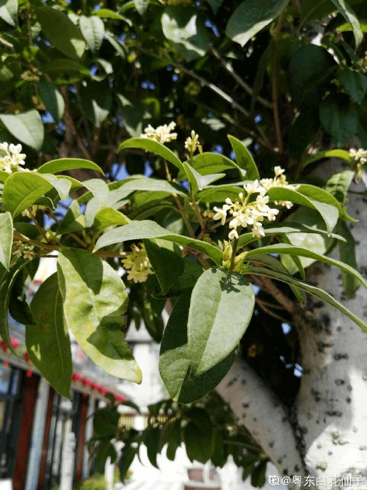 桂花花期来临,掌握3个方法,20天花期变成2个月