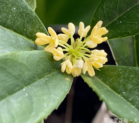 桂花花期来临,掌握3个方法,20天花期变成2个月