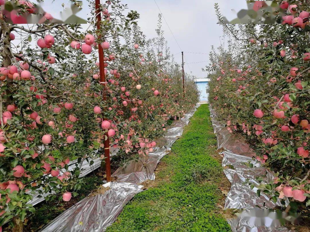 苹果树是高耗钙植物!苹果缺钙原因及预防措施有哪些?