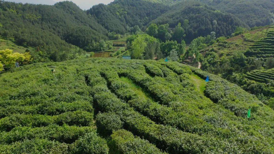 首次120吨汉中绿茶出口中亚