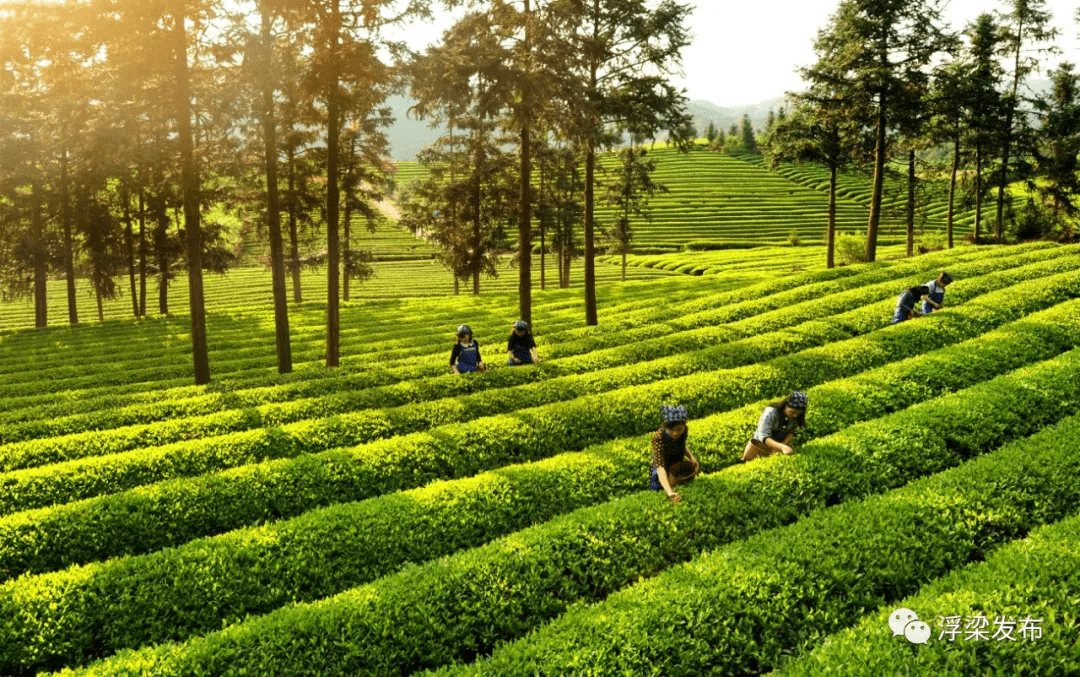 乡村振兴"浮梁范式"款款走来