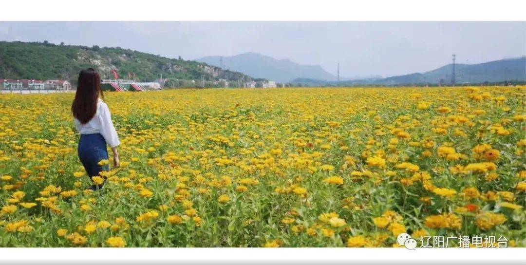 这是什么宝藏地方千亩水岸花芊谷等你来