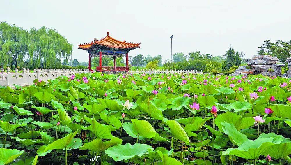 粉荷朵朵迎风摇曳,不时有游客穿行其间,与花合影;大厂回族自治县的