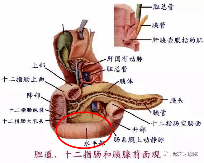 首先介绍解剖 十二指肠分四段:上部,降部,水平部和升部,水平部在第3