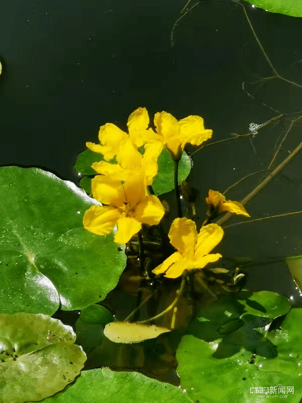 荇菜花开 诗意自来_青荇