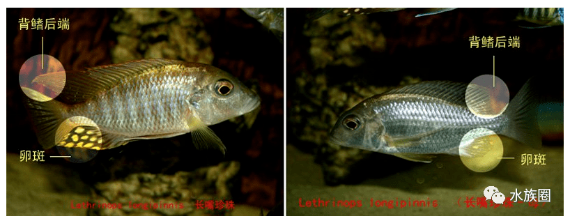 慈鲷性别的鉴定(determining your cichlids" gender)