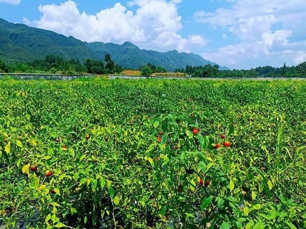 湄潭:小辣椒带领村民走上致富大道_种植