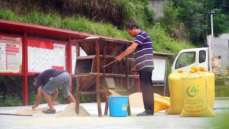 打谷子了嘞农民伯伯秋收的第一粒稻谷