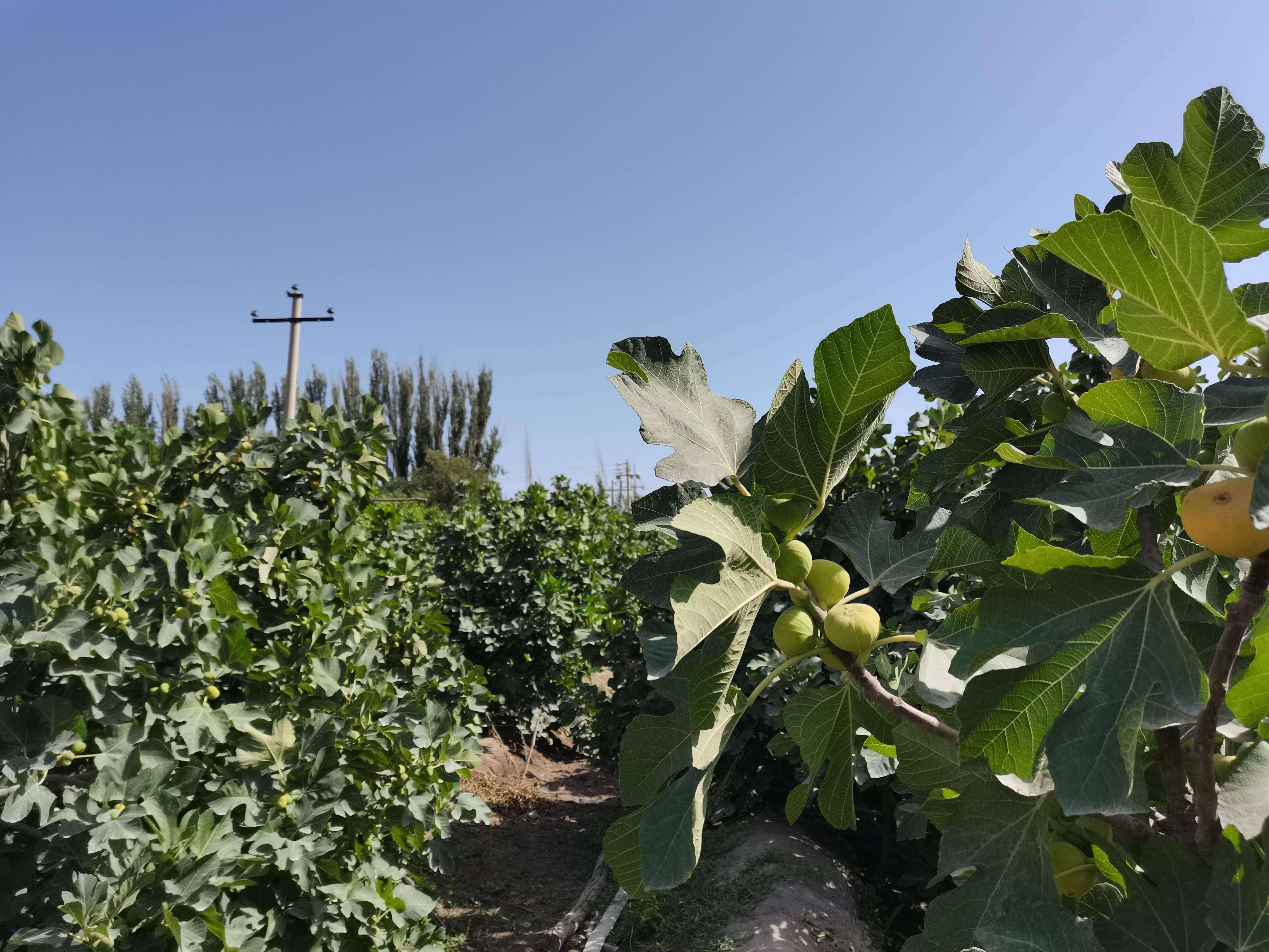 英下乡庭院种植无花果助农持续增收