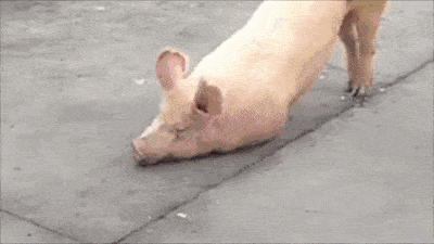 后来师父出来为它作三皈依,开示以及念《心经》后, 这头猪才身走了.