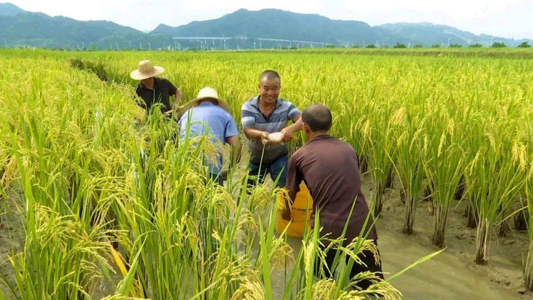 榕江车江坝区稻花鱼大量上市