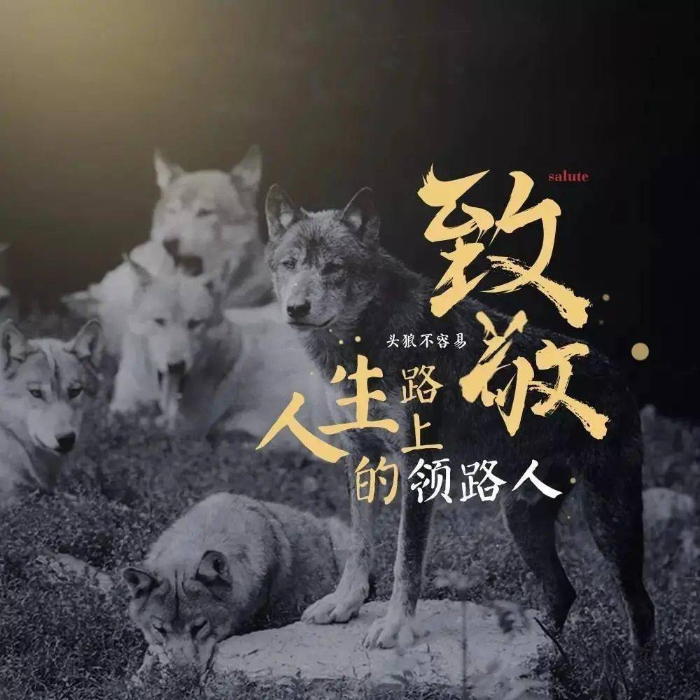 头狼不容易,请尊重您的老大