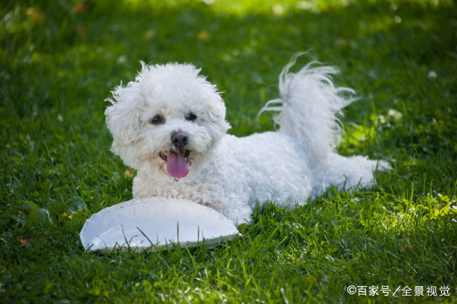 因为|真心为“比熊犬”好，这六件事，一定不能做