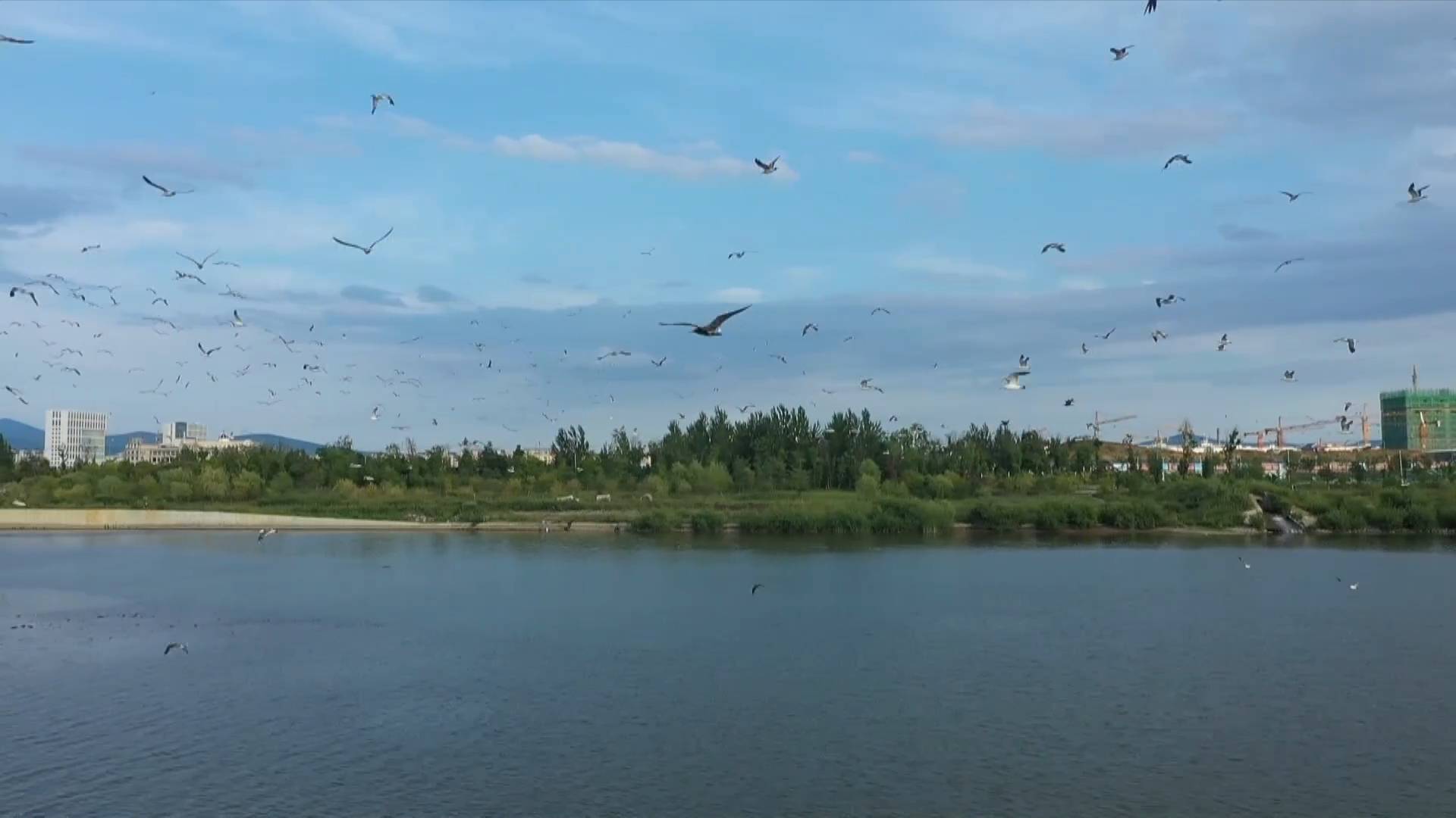 吉林海鸥做客珲春河