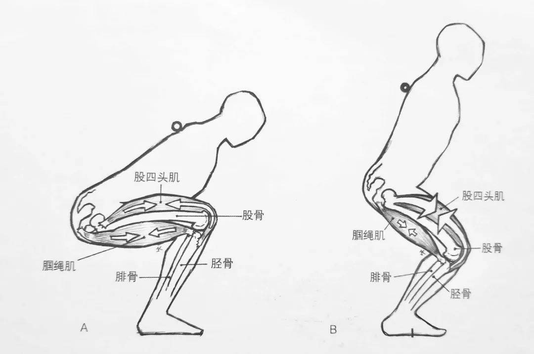 动作错误1,屈膝为主 用膝关节做下蹲动作,并不知道蹲下来是由髋关节