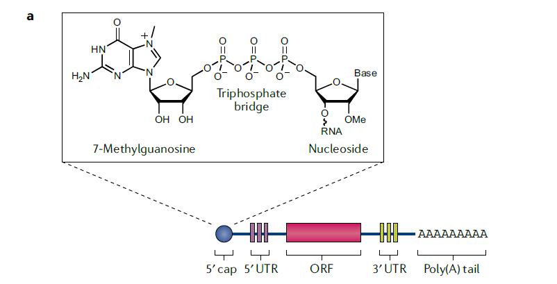 nature深度综述:mrna技术的开发策略与未来