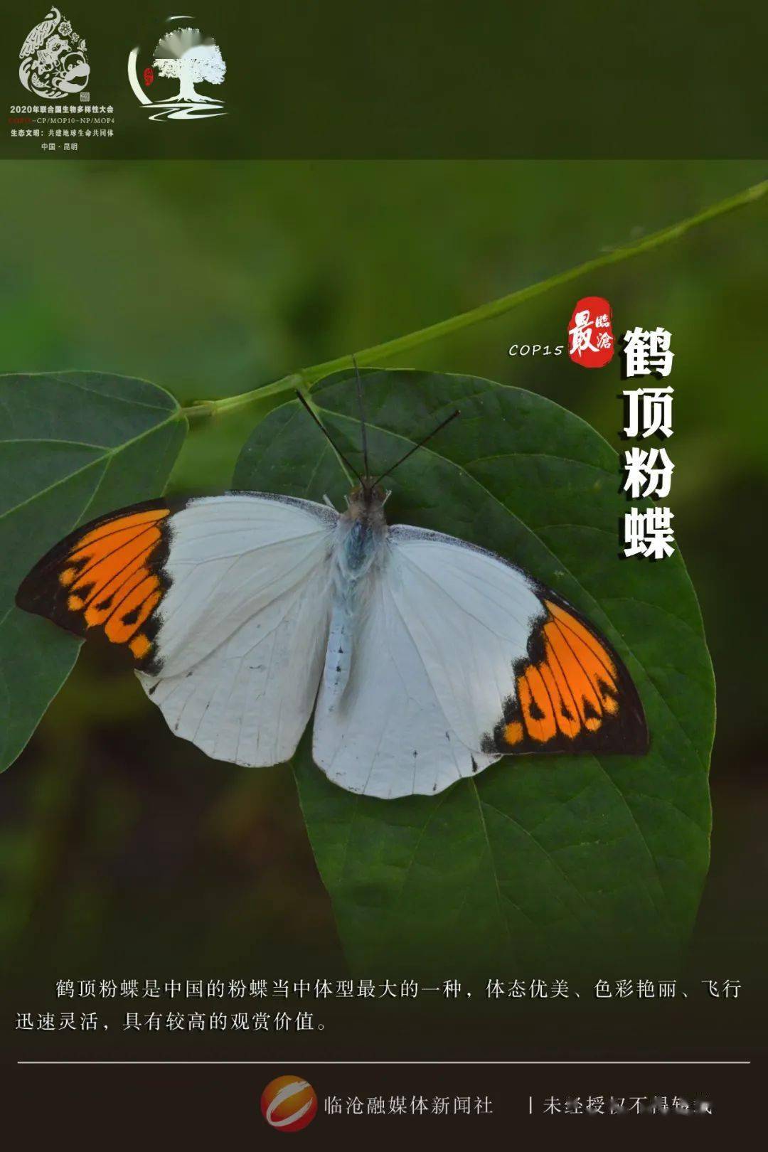 cop15最临沧丨临沧生物多样性之美—鹤顶粉蝶