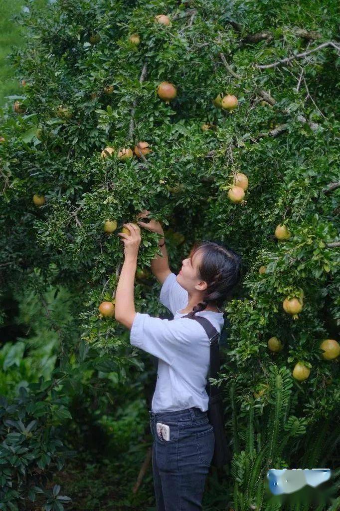 云南蒙自:石榴熟了