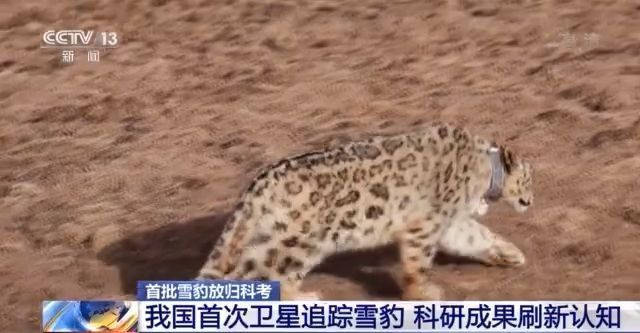 人们|卫星跟踪下的“雪豹流浪记”！人们的种种猜测逐渐揭晓→