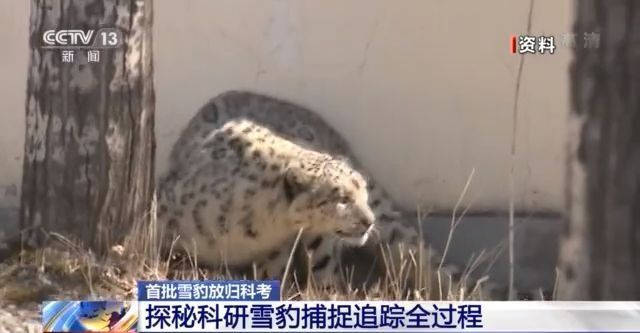 人们|卫星跟踪下的“雪豹流浪记”！人们的种种猜测逐渐揭晓→