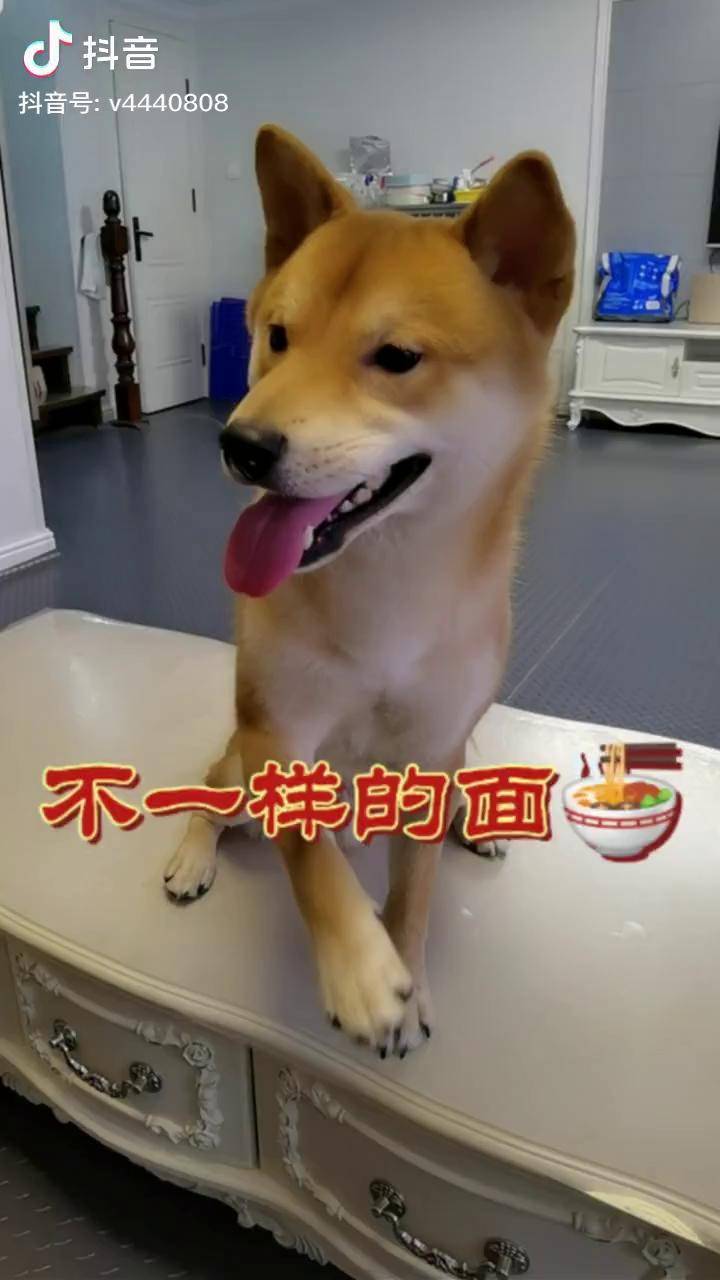 今天初七别忘了吃面条柴犬狗狗萌宠宠物狗搞笑柴犬日常