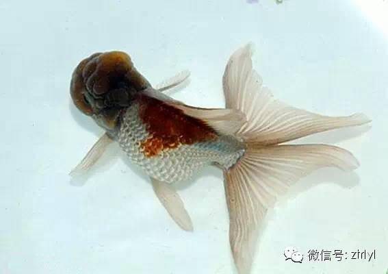 紫兰花狮