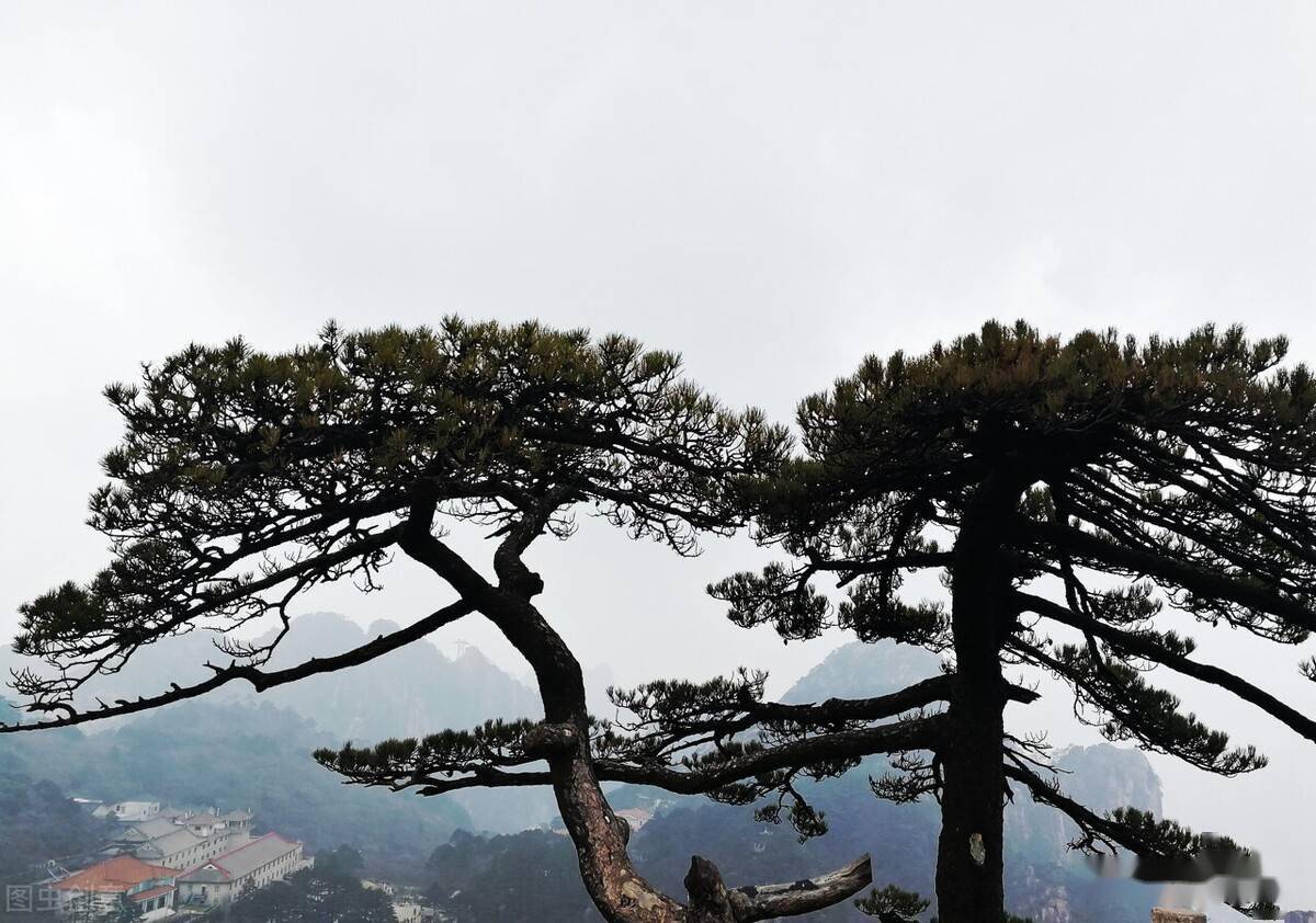 苍松城市无人栽_钢针