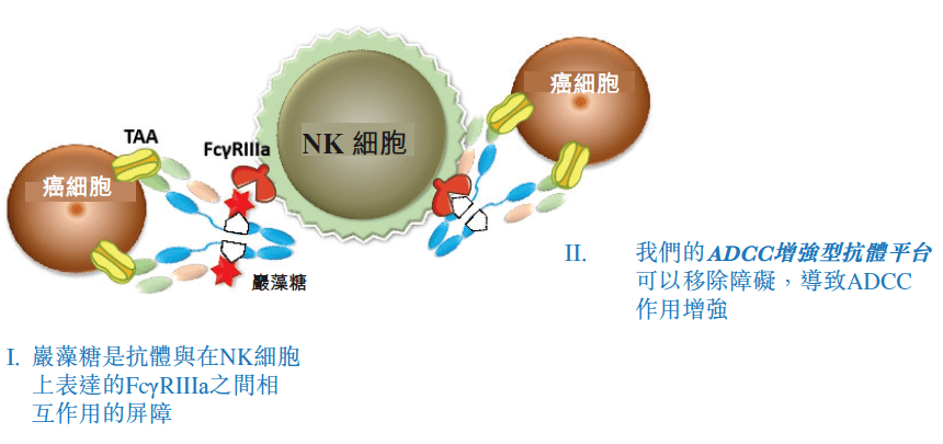 活性显著强于利妥昔单抗,也强于同样经去岩藻糖改造的奥滨尤妥珠单抗