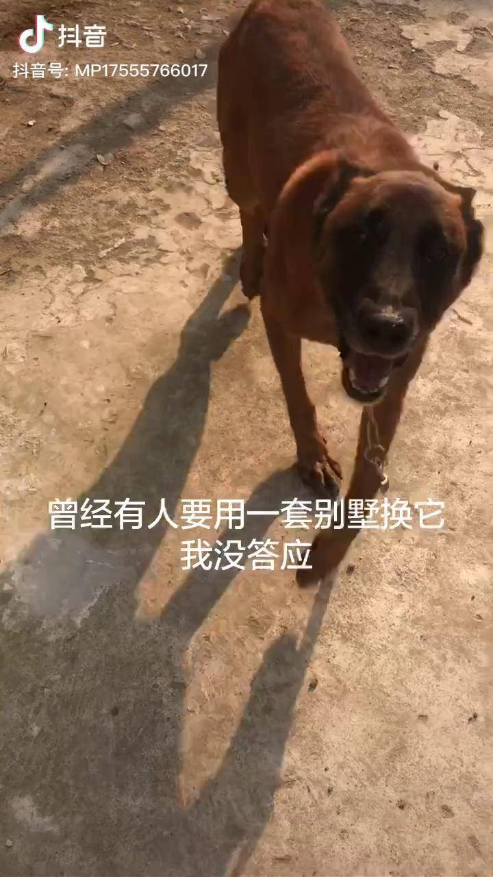 步枪科目马犬马犬没有撤退可言