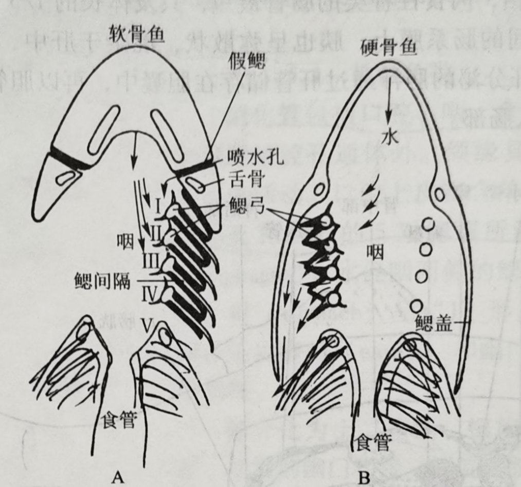 软骨鱼(a)和硬骨鱼(a)鳃的区别,图片来源《普通动物学 除了用鳃呼吸