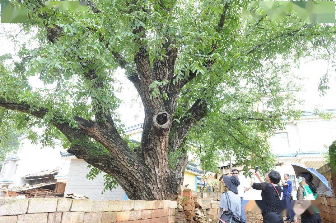 禄劝百年核桃树 "为做好城市更新改造中古树名木和古树后续资源的