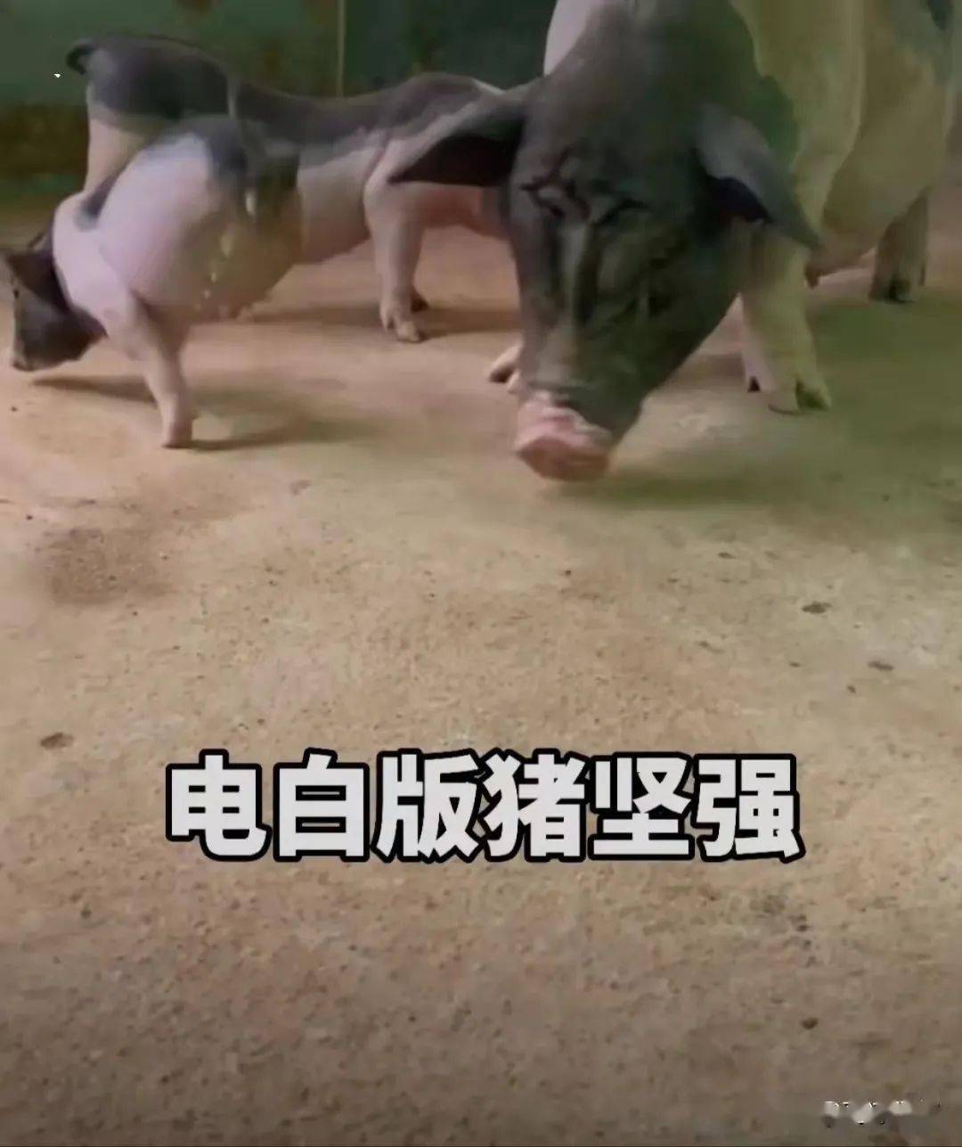 泪奔了粤西有个两条腿的猪坚强你见过吗