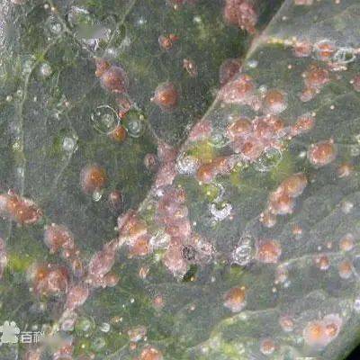 动植物检疫关于进口南非鲜食柑橘植物检疫要求的公告解读