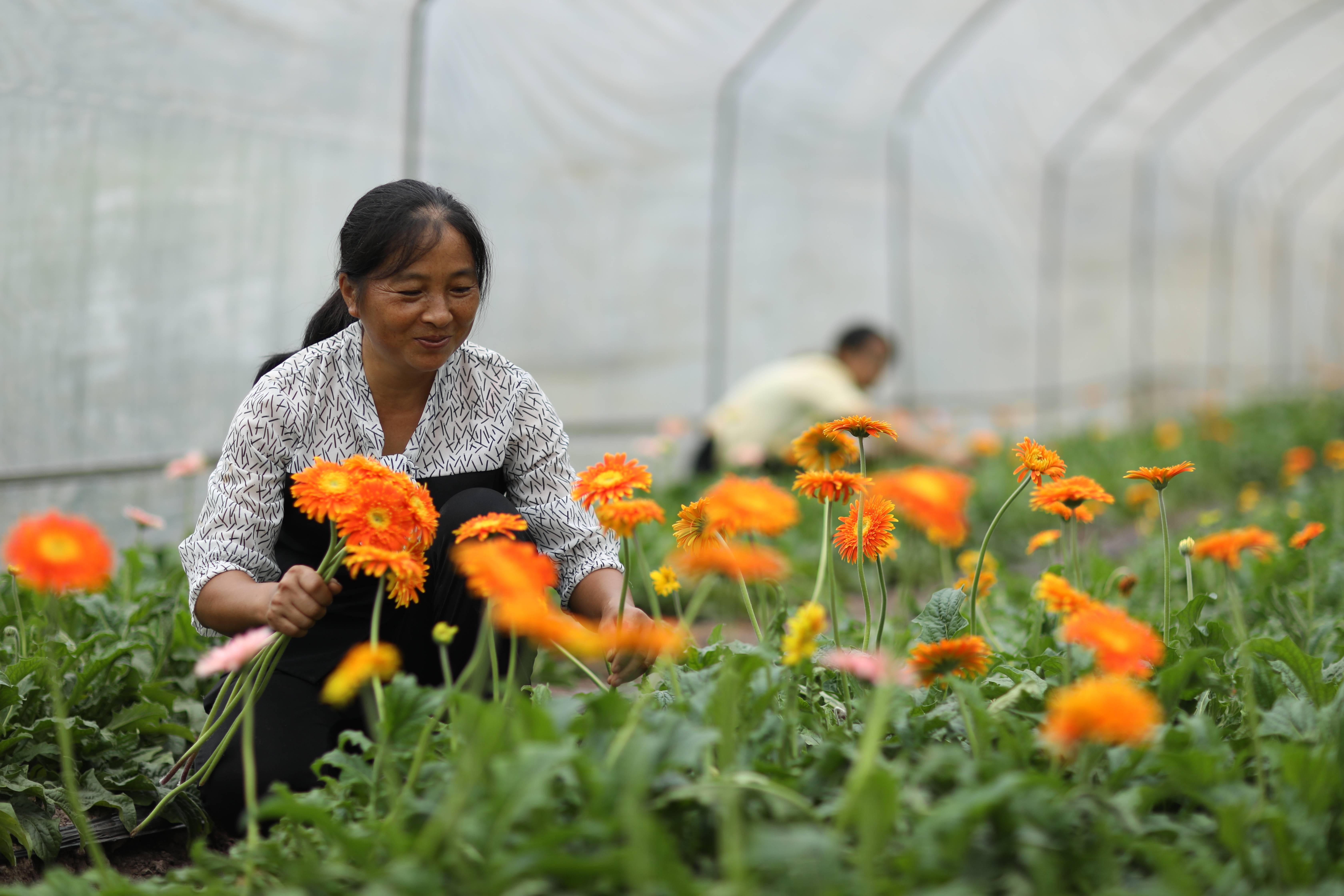 9月9日,村民在花卉苗木基地采摘非洲菊 新华社发(张鹏 摄)