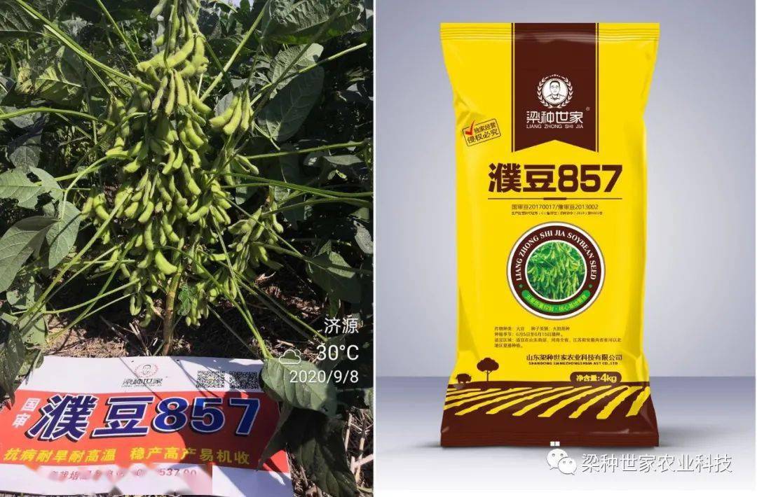 国审稳产高产大豆品种---濮豆857 稳产抗病,始终如一