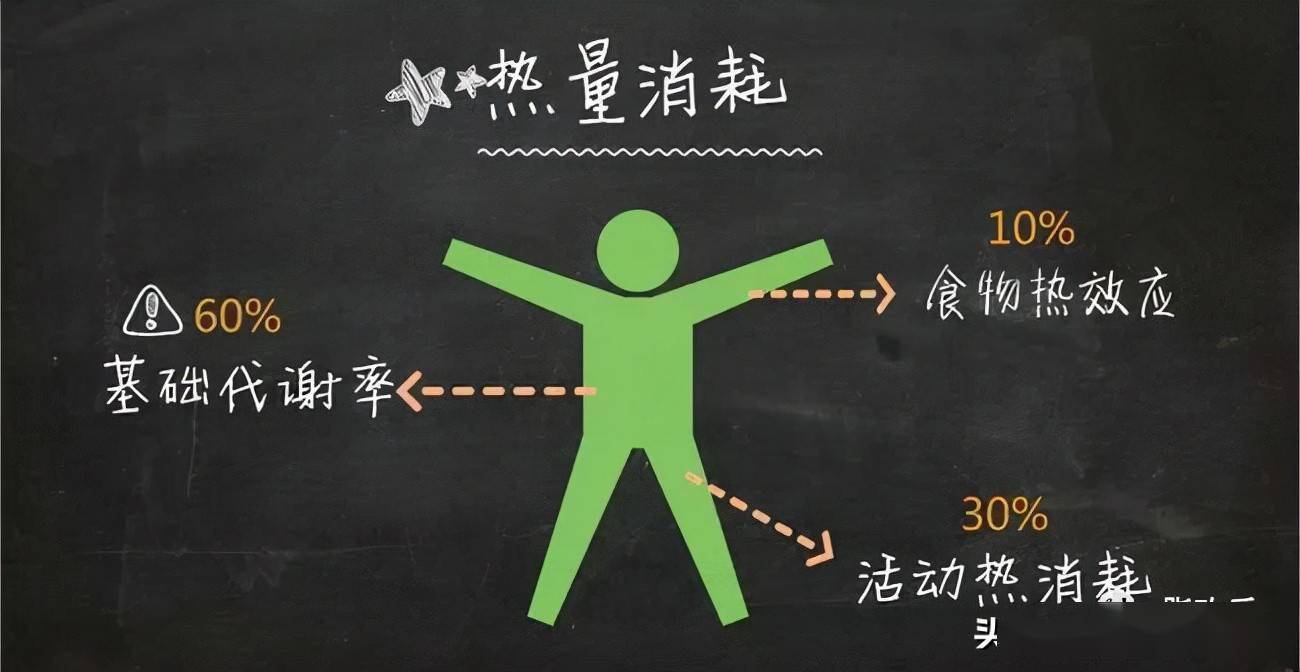 基础代谢率是指人体在清醒又极端安静的状态下,不受肌肉活动,环境温度