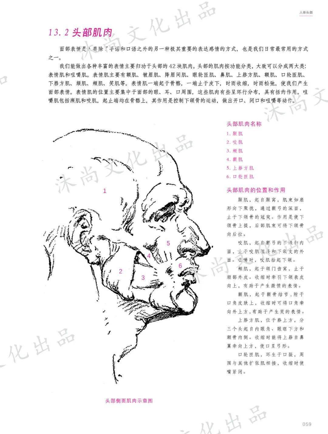 伯里曼人体结构绘画教程