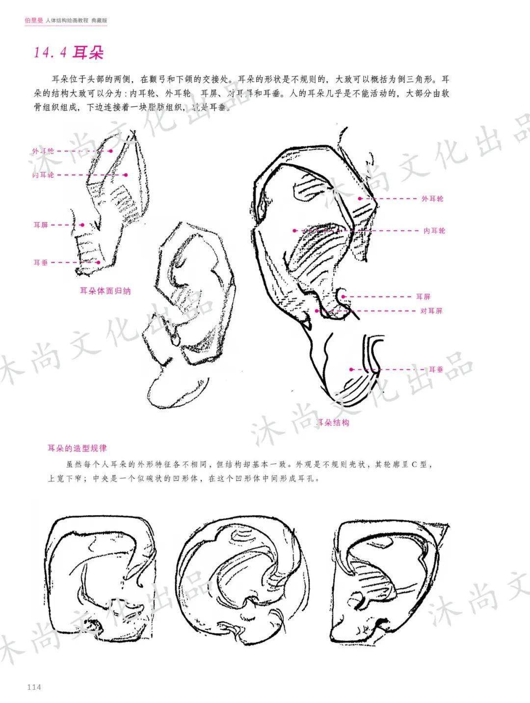 伯里曼人体结构绘画教程