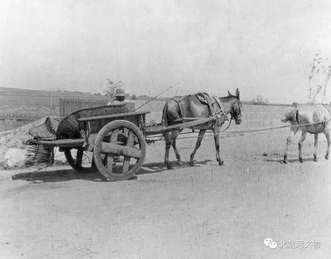 1919年北戴河运输大车